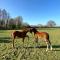 Appartements La Longere du Haras : photos des chambres